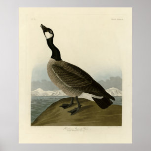 Poster Canadá Goose from Audubon's Birds of America