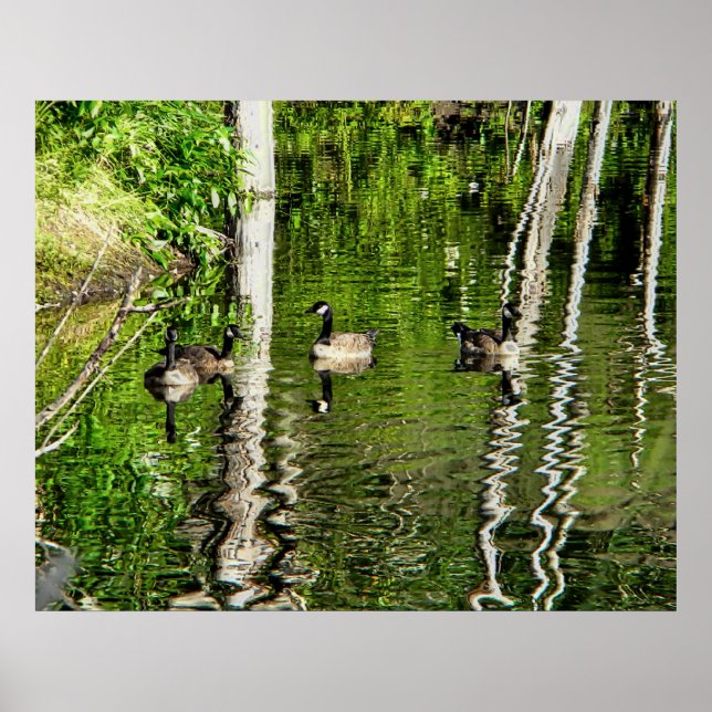 Poster (Canadá) Goose Green (Frente)