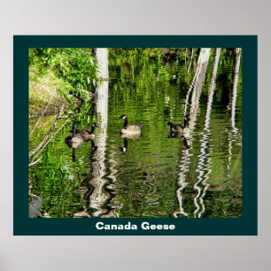 Póster (Canadá) Goose Green
