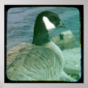 Poster Canadá Goose TTV