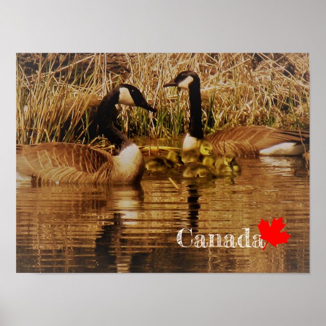 Poster Canadá Goslings Family Goslings Goslings (Frente)