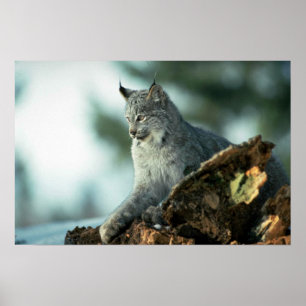 Poster Canada lynx