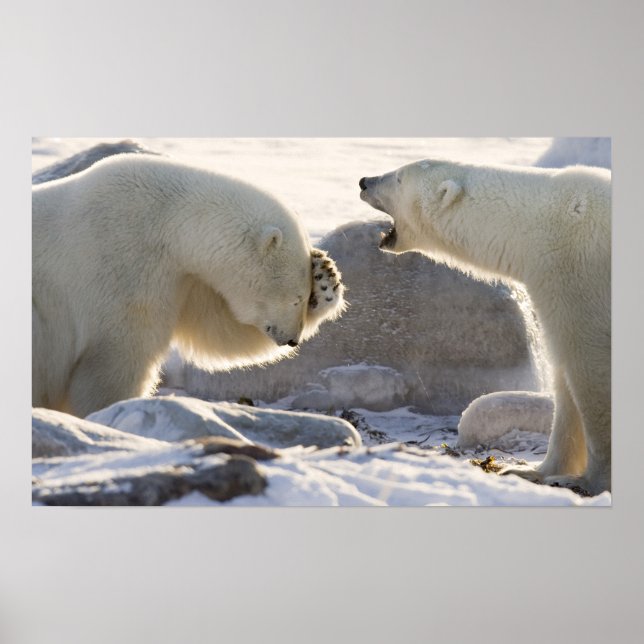 Poster Canadá, Manitoba, Baía de Hudson, Churchill. Dois (Frente)