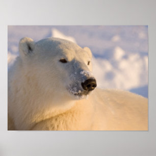 Póster Canadá, Manitoba, Baía de Hudson   Urso Polar