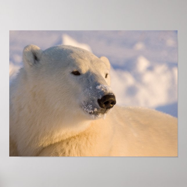 Póster Canadá, Manitoba, Baía de Hudson | Urso Polar (Frente)