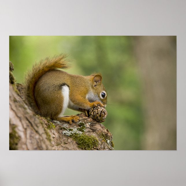 Póster Canadá, Nova Escócia, Halifax. Jardins Públicos, (Frente)