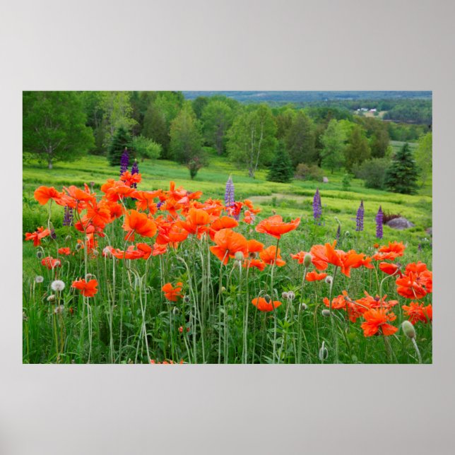 Poster Canadá, Novo Brunswick, . Paisagem (Frente)