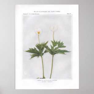 Póster Canadá ou anêmona Redondo-Com folhas