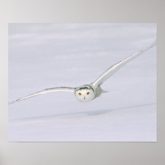 Poster Canadá, Quebec. A coruja de neve voa sobre a neve. (Frente)