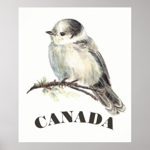 Póster Canada's National Bird Gray Grey Jay, Whiskey Jack