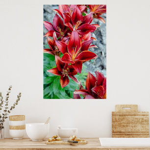 Poster Canadense Beauty, Floral Red Stargazer Lily