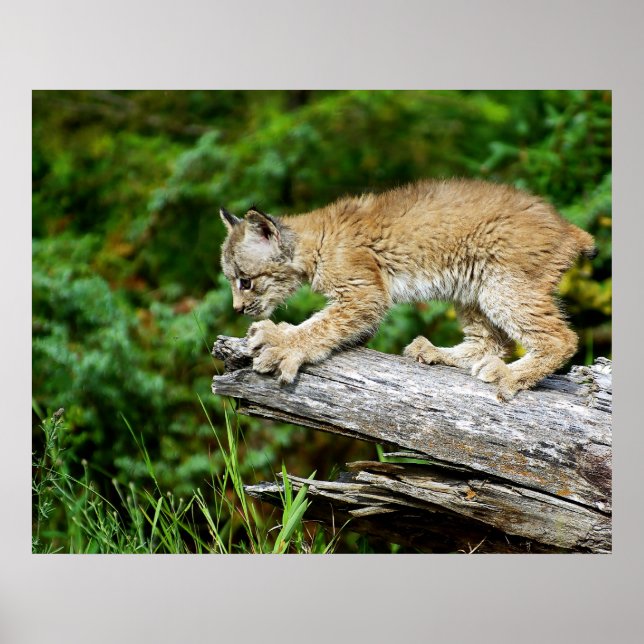 Poster Canadense Lynx Kitten no Hunt (Frente)