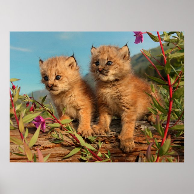 Poster Canadense Lynx Kittens, Alasca (Frente)