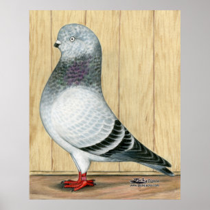 Póster Canadense Show Tippler Pigeon Blue Grizzle
