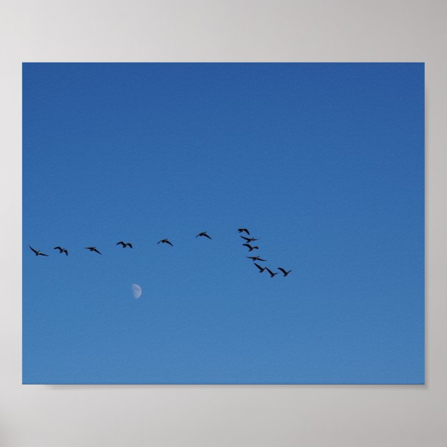 Poster Canadian geese in flight   (Frente)