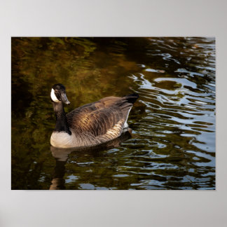 Poster Canadian Goose