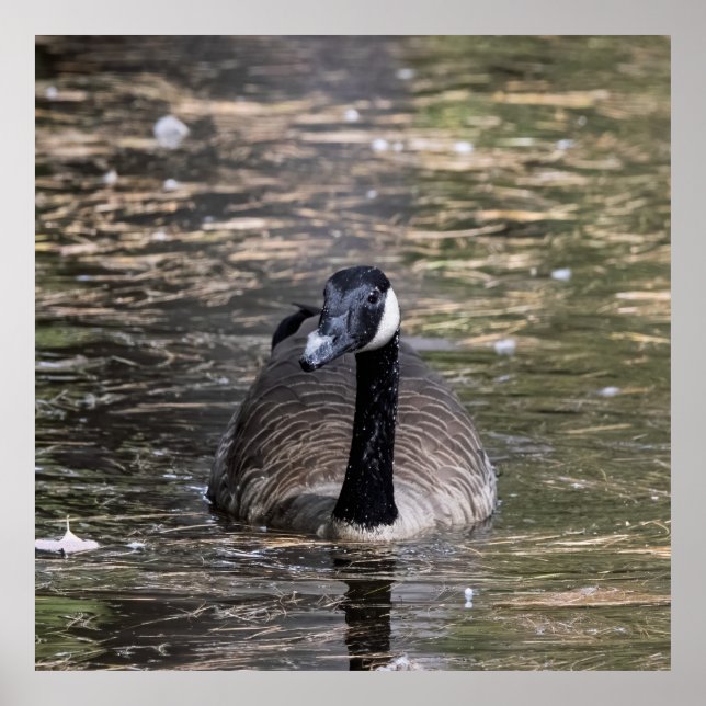 Poster Canadian Goose in Serene (Frente)