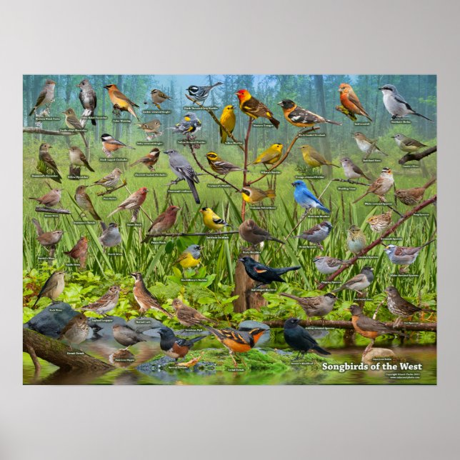 Póster Canaviais do Oeste (Frente)