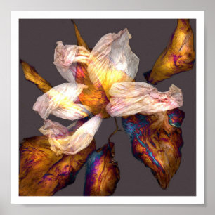 Póster Canção da flor