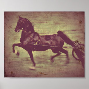 Póster Canção de Saddlebred