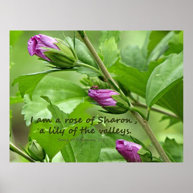 Poster Canção de Salomão 2:1 (Frente)