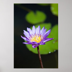 Póster Cancun, México