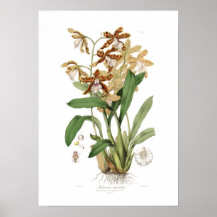 Poster Candida do Miltonia