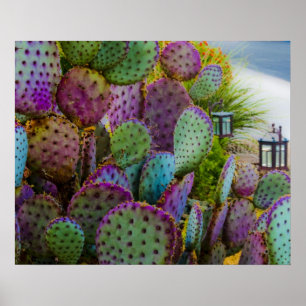 Póster Candy Cactus