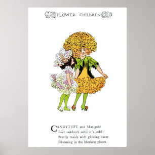 Póster Candytuft e cravo-de-defunto