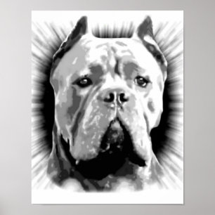 Póster Cane Corso