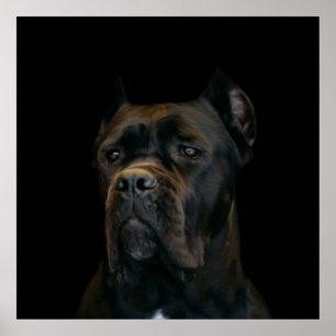 Poster Cane Corso - Italian Mastiff