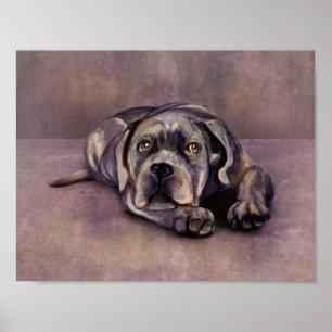 Poster Cane Corso - Italian Mastiff Puppy