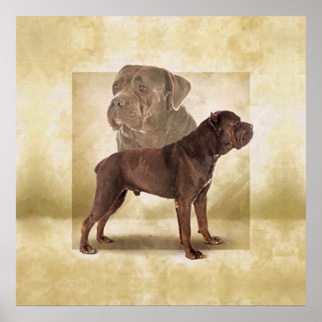 Poster Cane Corso - Mastiff Italiano (Frente)