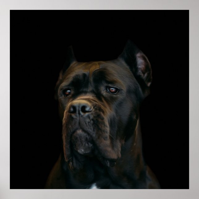Poster Cane Corso - Mastiff Italiano (Frente)