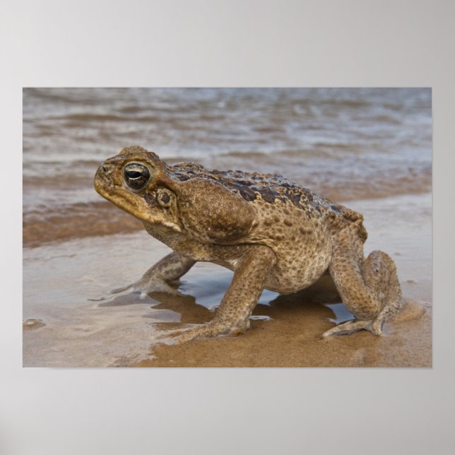 Poster Cane Toad Rhinella marina, anteriormente Bufo (Frente)