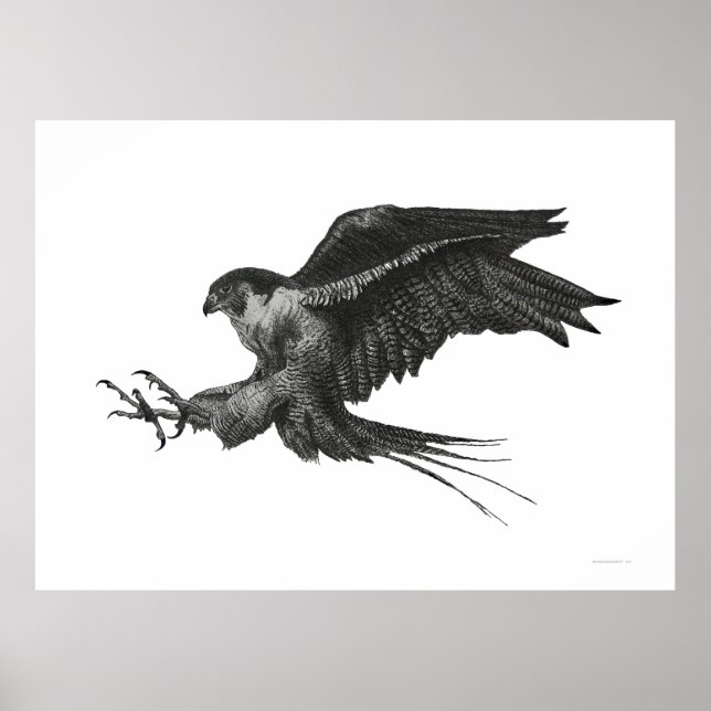 Póster Caneta branca preta peregrina Hawk e tinta (Frente)