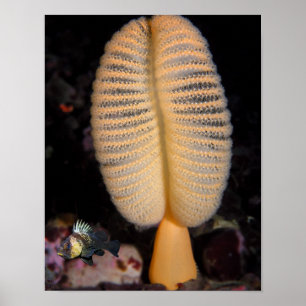 Póster Caneta-do-Mar Laranja com Peixe-Roco Espinho Fino