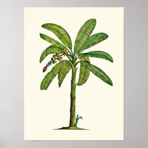 Póster Caneta e tinta da banana
