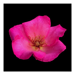 Póster Caneta hidrográfica Rosa