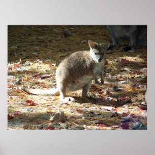 Poster canguru do bebê