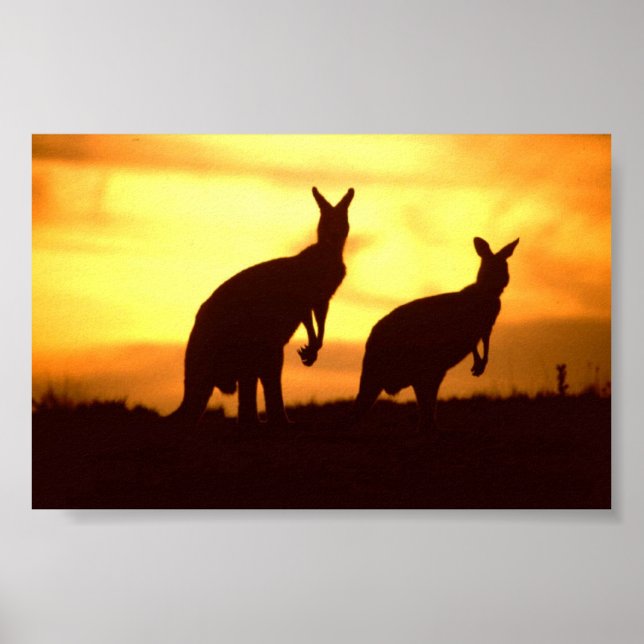 Poster cangurus no pôr do sol (Frente)