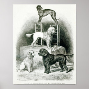 Póster Caniches e Whippet - grupo de Sr. Walton