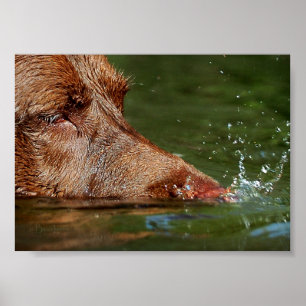 Poster Canina Soprando Bolhas Nose Fechar / Macro
