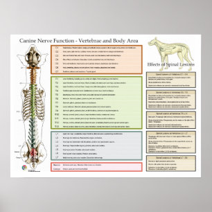 Poster Canino Dog Spinal Nervos Função Veterinária