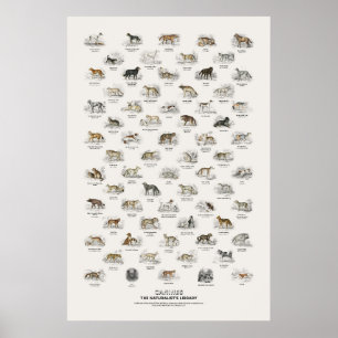 Poster Caninos - Biblioteca do Naturalista