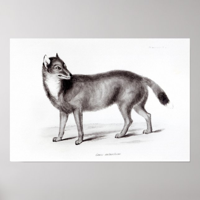 Poster Canis Antarcticus (Frente)