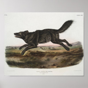 Poster Canis lupus, Lobo Negro Americano. Homem. Antiquad