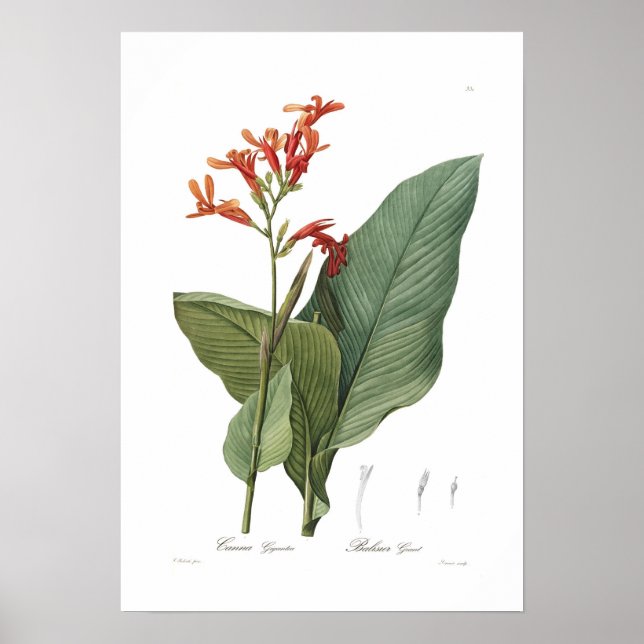 Póster Canna gigantea (Frente)