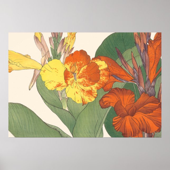 Póster Canna Lily (Frente)