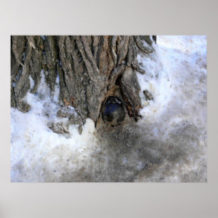 Poster Cannonball Tree, Cidade Velha do Quebec, Quebec, C